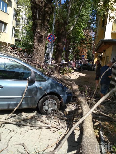 НА КОСЪМ: Дърво потроши кола в София, шофьорът извади луд късмет
