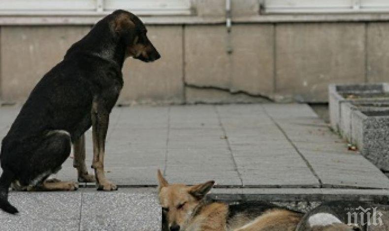 Доброволци броиха бездомните кучета в Пазарджик
