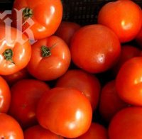 Напаст! Миниращ молец съсипва реколтата от домати в Пазарджишко