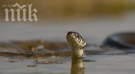 наркодилъри използват отровни змии охраняват дрогата полицията