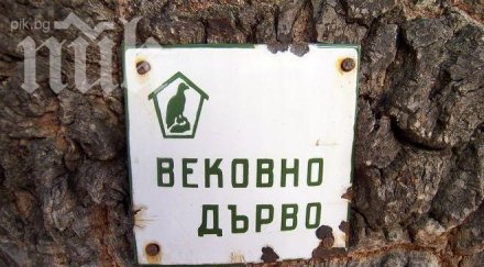 преброиха вековните дървета столицата