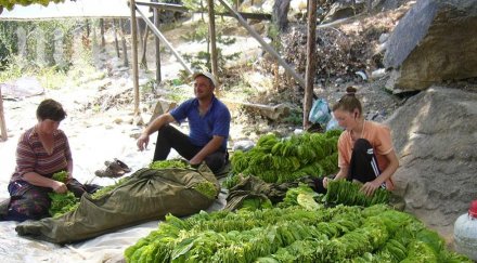 брюксел поряза тютюнопроизводителите оставя без субсидии