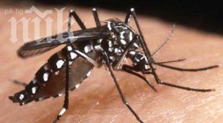 дъждовете отлагат предвидените обработки комари пловдив