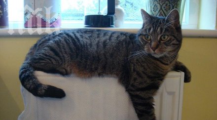 решават съдбите цените ток парно