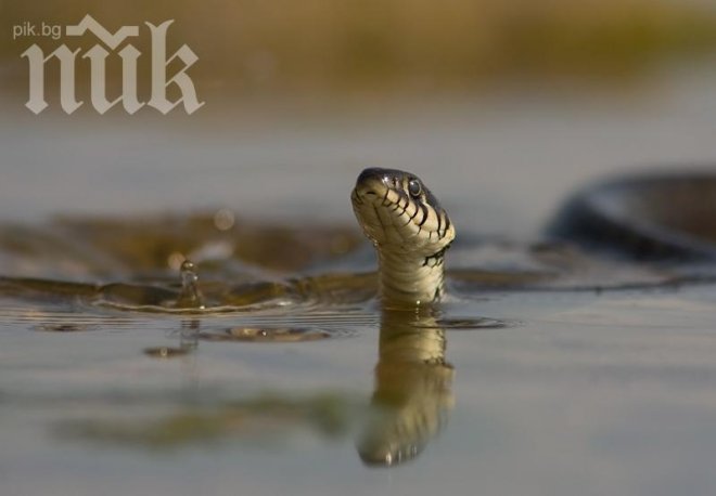 Наркодилъри използват отровни змии, за да охраняват дрогата си от полицията