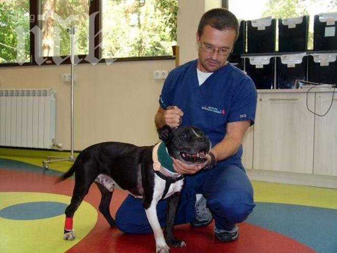 Поставиха пейсмейкър на куче и му спасиха живота
