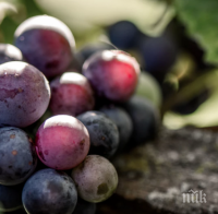 Тракийски бог благослови гроздето и виното от новата реколта