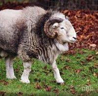 Зъл коч нападна стопанката си, отива за суджуци