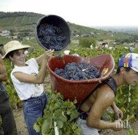 ЗАРАДИ СУШАТА: Гроздоберът започна по-рано