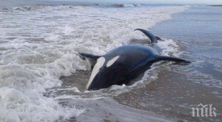 морето аржентина изхвърли седем косатки