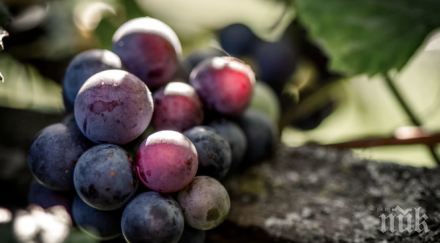 тракийски бог благослови гроздето виното новата реколта
