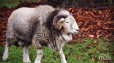 зъл коч нападна стопанката отива суджуци