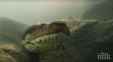чудовище откриха огромна анаконда видео