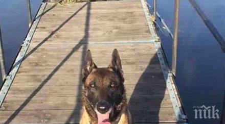 почина едно добрите кучета гдбоп