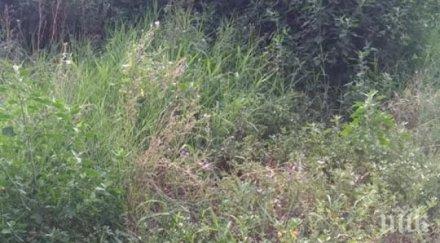 протестиращи изчистиха частния парк байрям солак пловдив