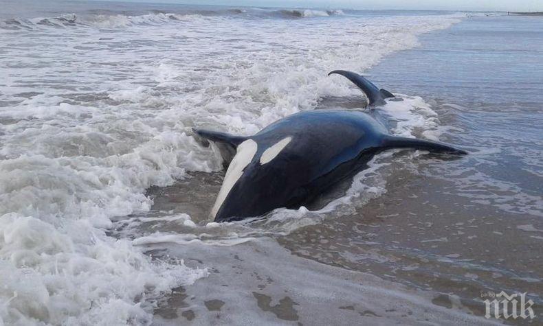 Морето край Аржентина изхвърли седем косатки