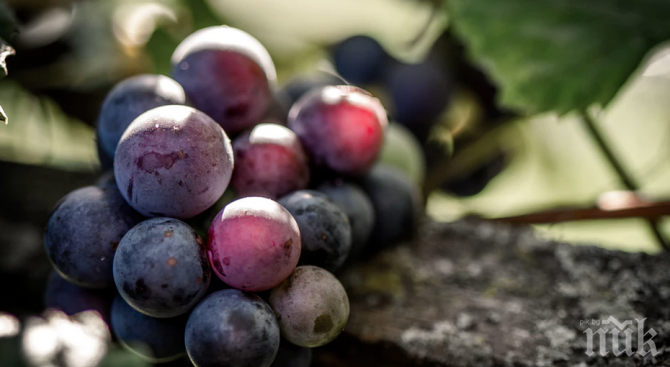 Тракийски бог благослови гроздето и виното от новата реколта
