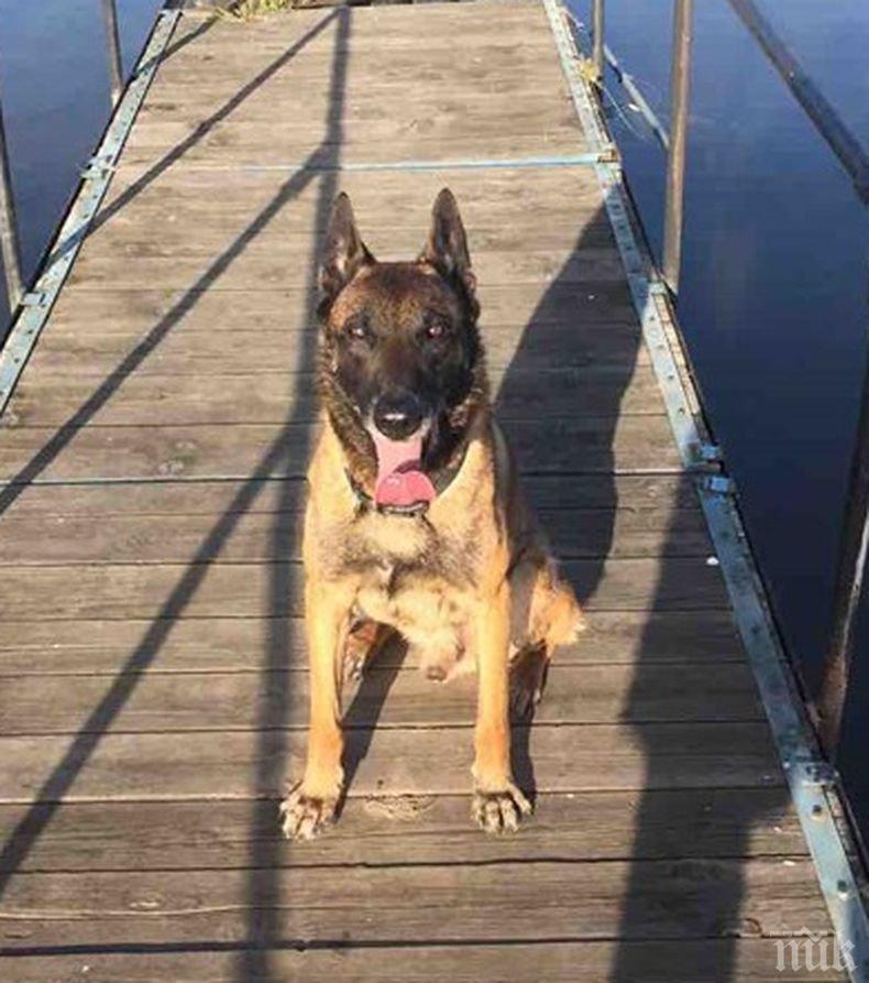 Почина едно от най-добрите кучета на ГДБОП