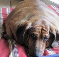 Пълните хора имат кучета с наднормено тегло