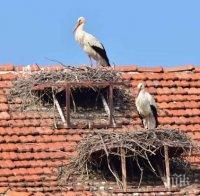 Белозем вече си има Музей на щъркела