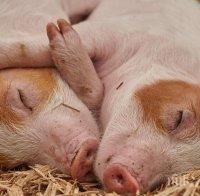Трети случай на свинска чума в област Благоевград