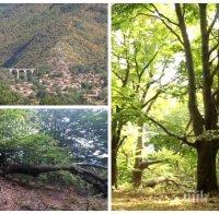 Безнаказано: Безразборно изсичат вековна букова гора край Буново