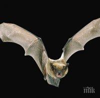 Отбелязваме Нощта на прилепите