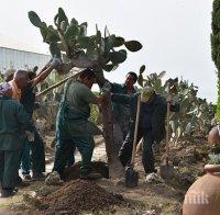 Пренасят на ръце кактусите в Балчик