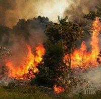 Пожарите в Боливия са унищожили повече от 4 милиона хектара гора
