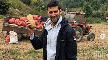 ноле събира компири сърбия