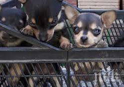 хванаха годишен крадец пинчери