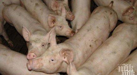 умъртвяват 4000 прасета видински свинекомплекс