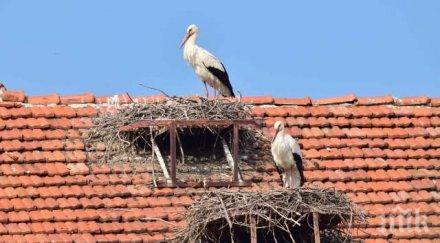 белозем вече музей щъркела
