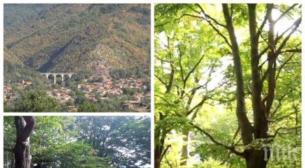 безнаказано безразборно изсичат вековна букова гора буново