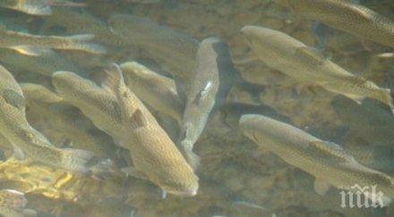 световно риболов събира девин отбора четири държави