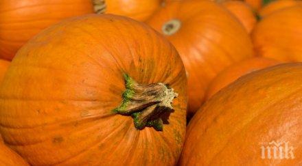 търсят конкурс тежката тиква търговищко