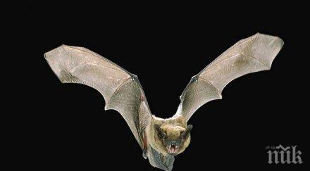 отбелязваме нощта прилепите