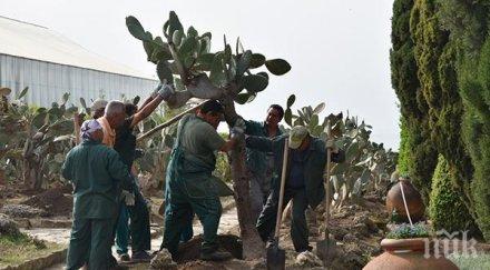 пренасят ръце кактусите балчик