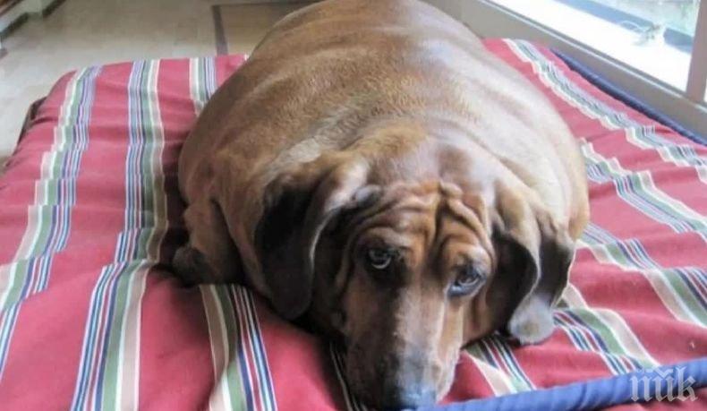 Пълните хора имат кучета с наднормено тегло