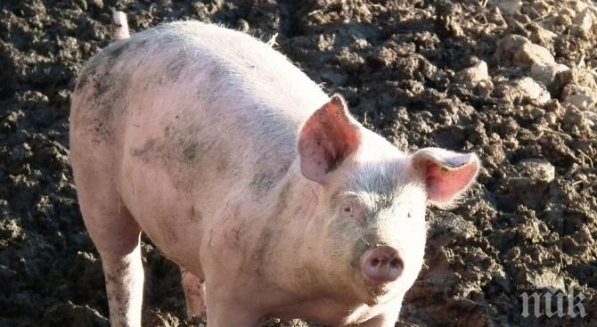 СЕЧ: Започна ликвидирането на 4000 прасета край Видин