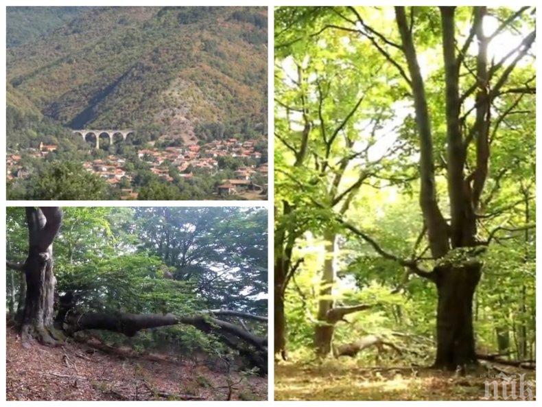 Безнаказано: Безразборно изсичат вековна букова гора край Буново