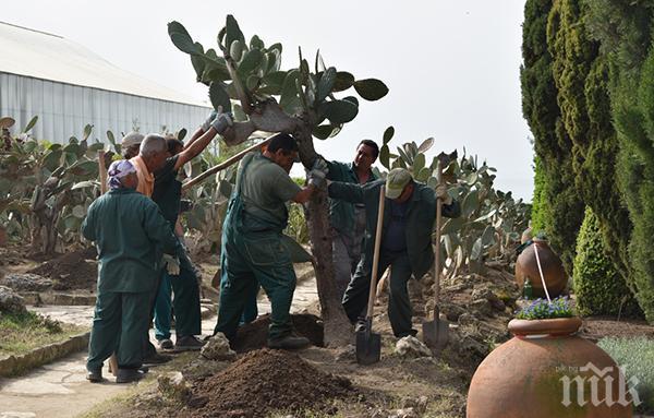 Пренасят на ръце кактусите в Балчик