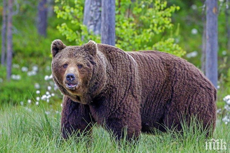 Мечка стръвница разкъса турист на планински път в Румъния