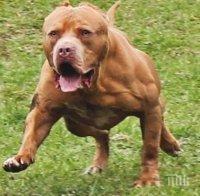 Страх в Дупница заради агресивни питбули, които се разхождат на свобода