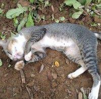 ИЗРОД: Мъж изхвърли котка през терасата в Пловдив