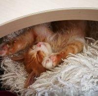 Котките се привързват емоционално към хората като кучетата