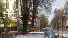 ПЪРВО В ПИК: Паднал клон задръсти ул. "Раковски" в столицата (СНИМКИ)