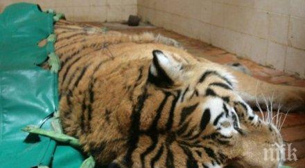 тигър уби ловец руската тайга