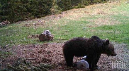 горски гръмна мечка стръвница двора вила