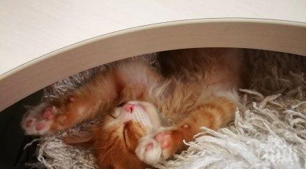 Котките се привързват емоционално към хората като кучетата